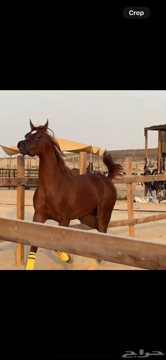 مهر خط جمال معسوف للبيع 2