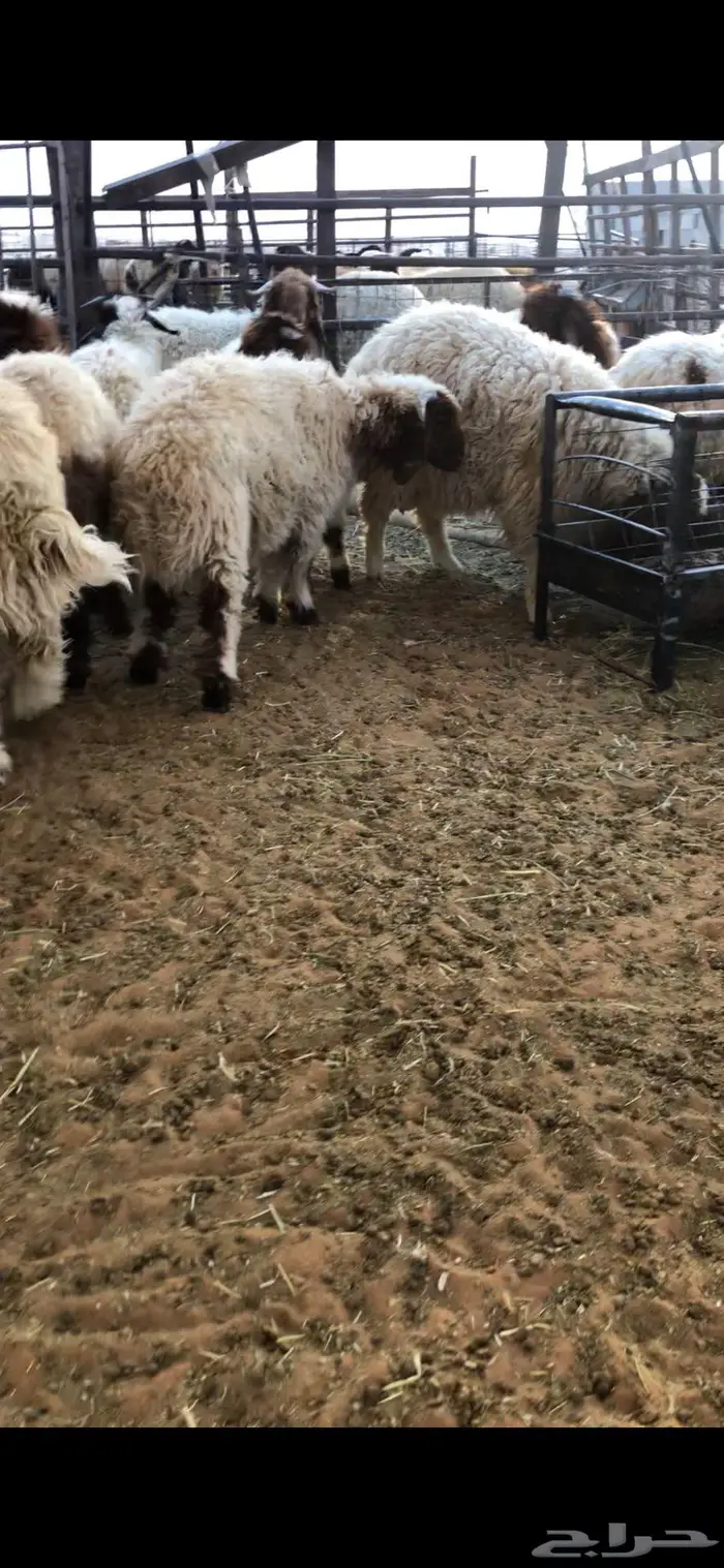نعيم وتيوس ذبايح 1