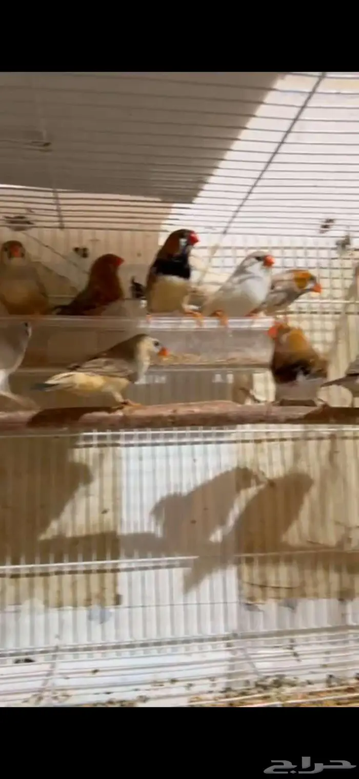 للبيع جملة و مفرد.. الاحساء 3