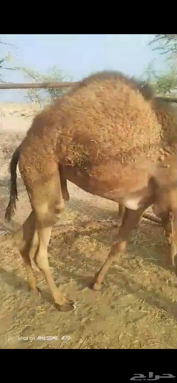 بكره على الحليب 1