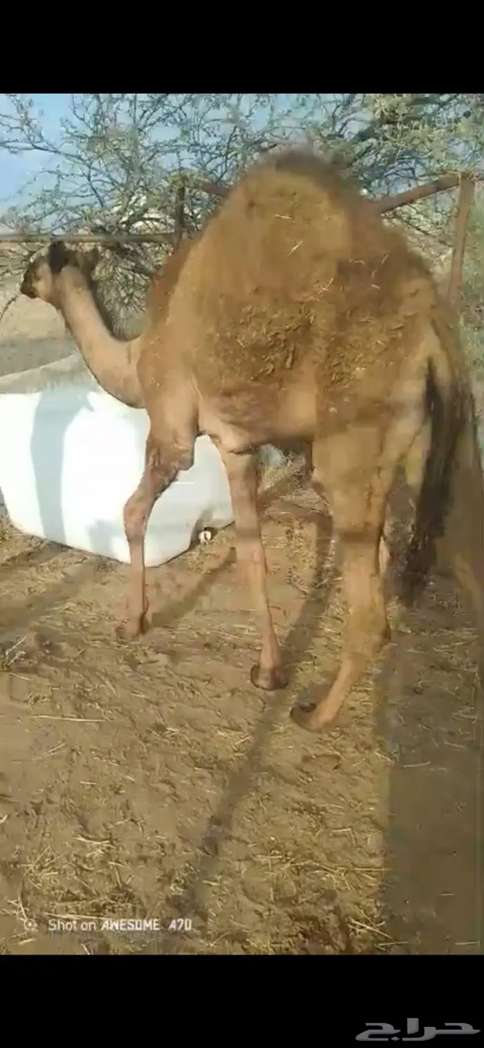 بكره على الحليب 0