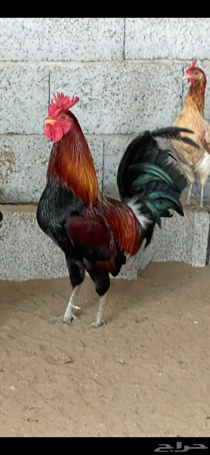 فروخ دجاج عربي 8