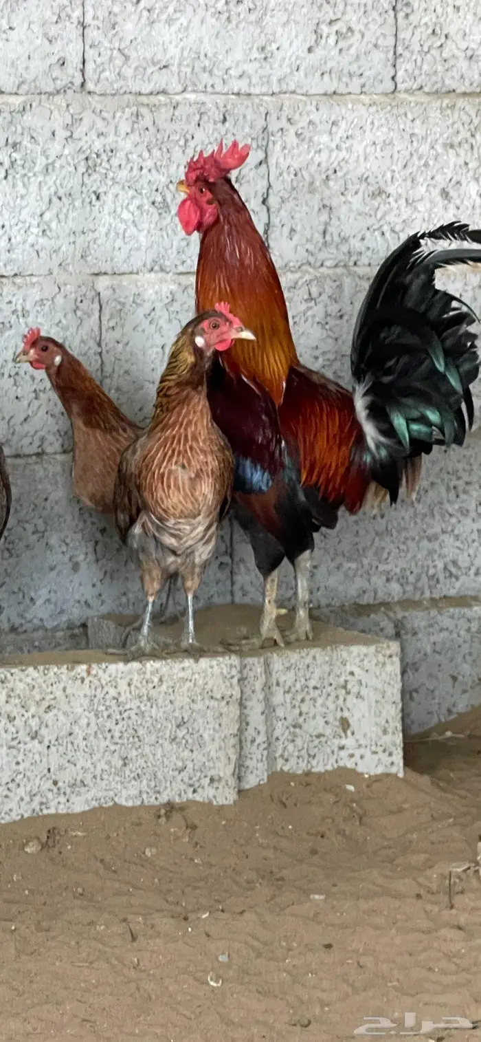 فروخ دجاج عربي 9