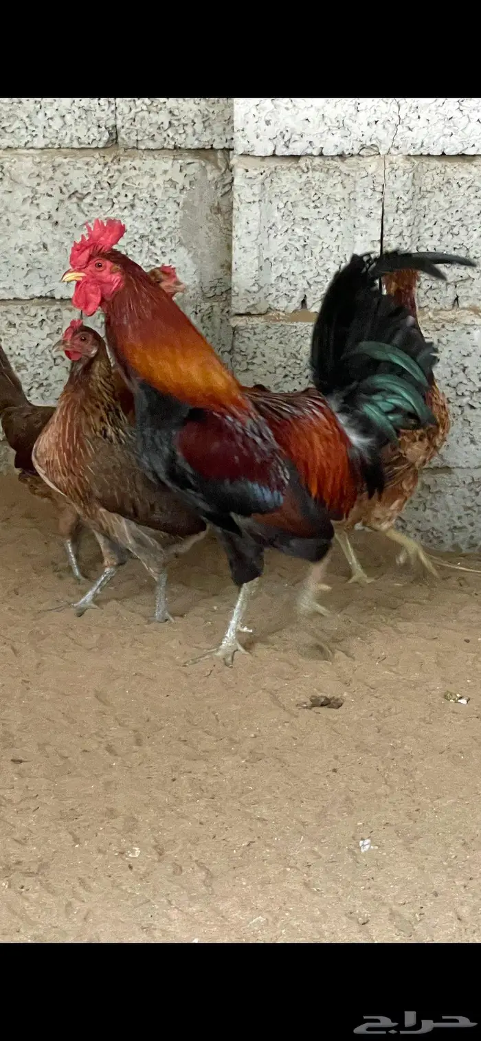 فروخ دجاج عربي 7
