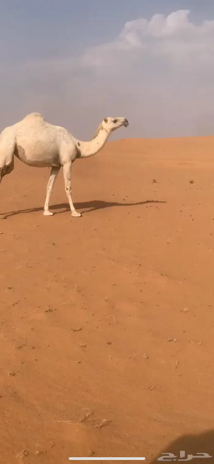 بكرة جذعه تو اجذعت وضحا 0