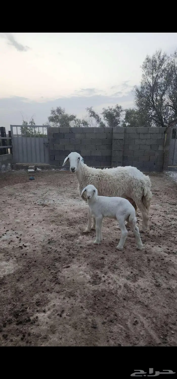 حري متابيع 3