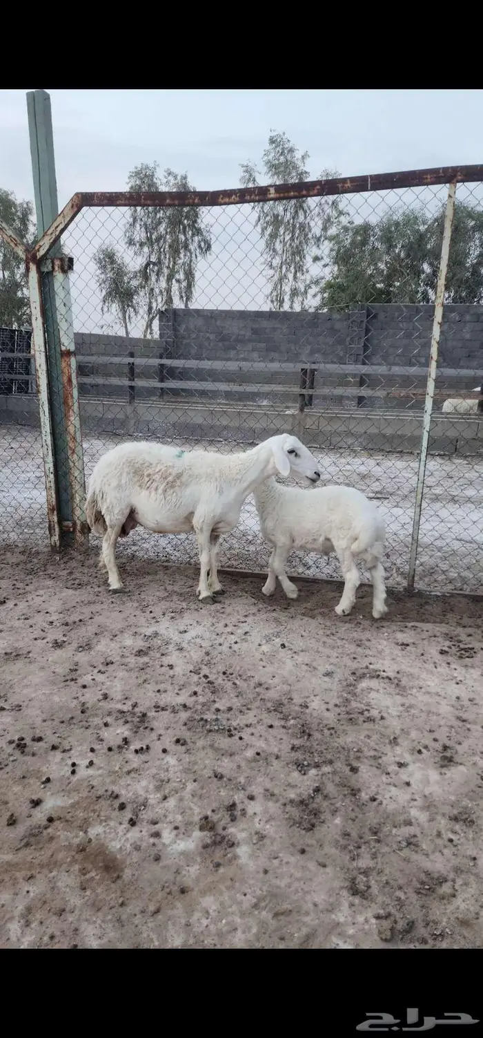 حري متابيع 2