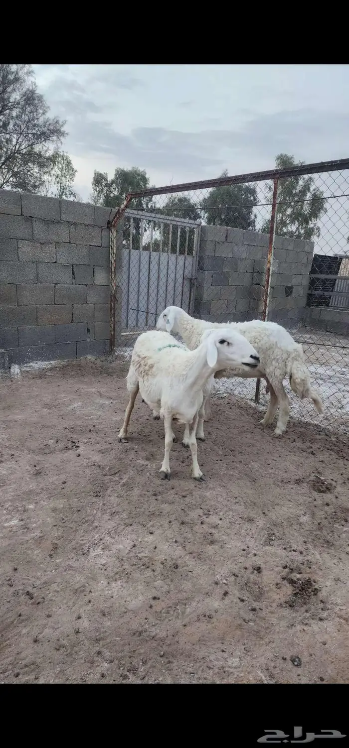 حري متابيع 1