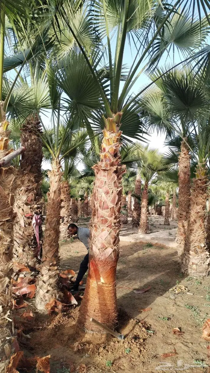نخل واشنطني زينه أمريكي 505 2