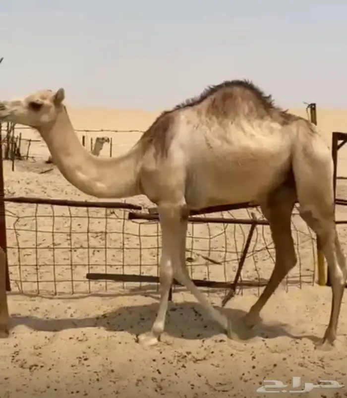 قعود مفرود للبيع 0