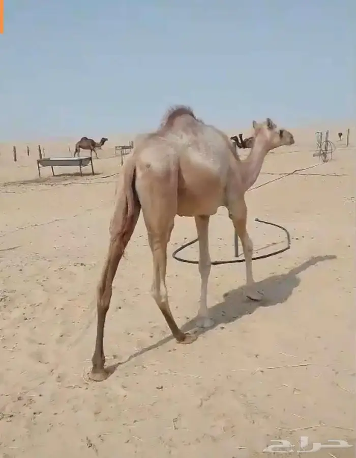 قعود مفرود الاب شاهين عابر 1
