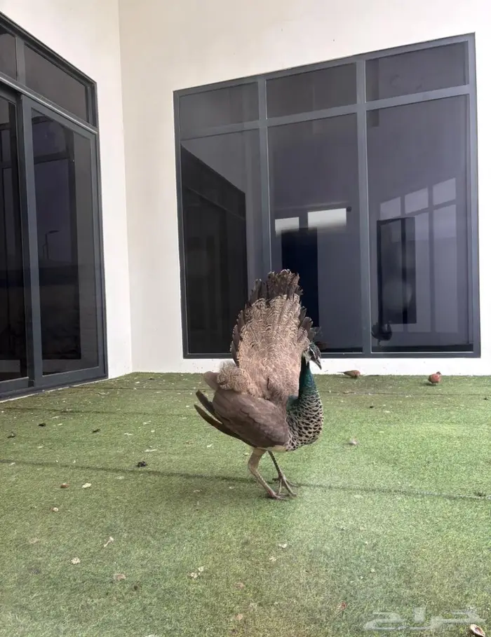 طاووس للبيع 2