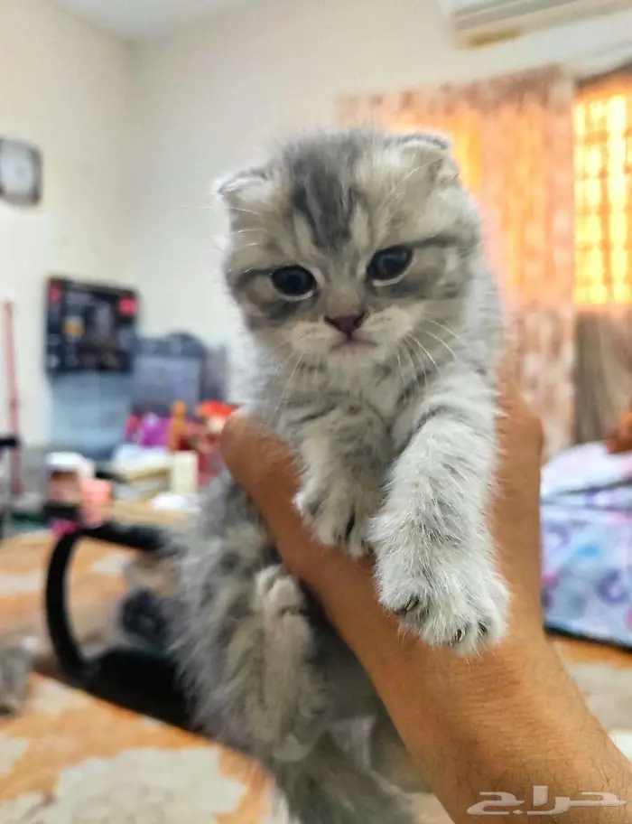 كيتن اسكوتش فولد 8