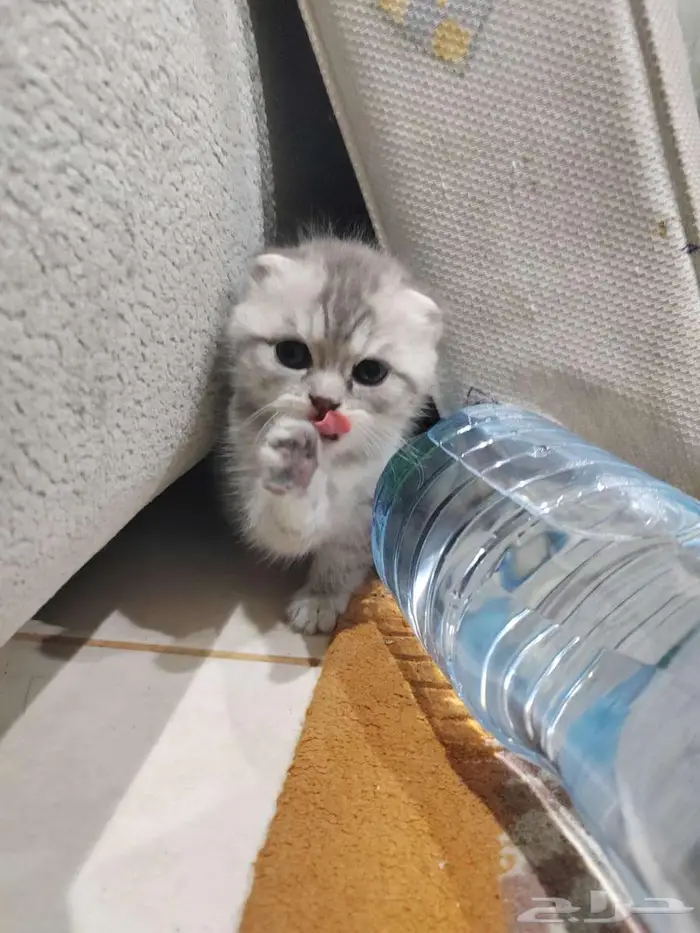 كيتن اسكوتش فولد 0