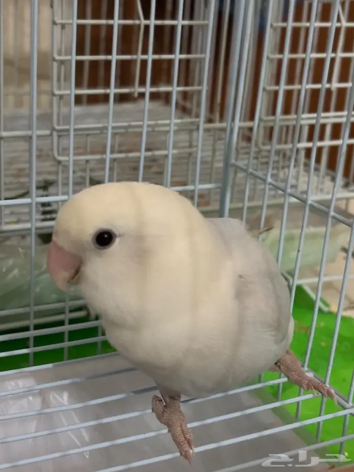 2 انثى روز 2 ذكر روز 2