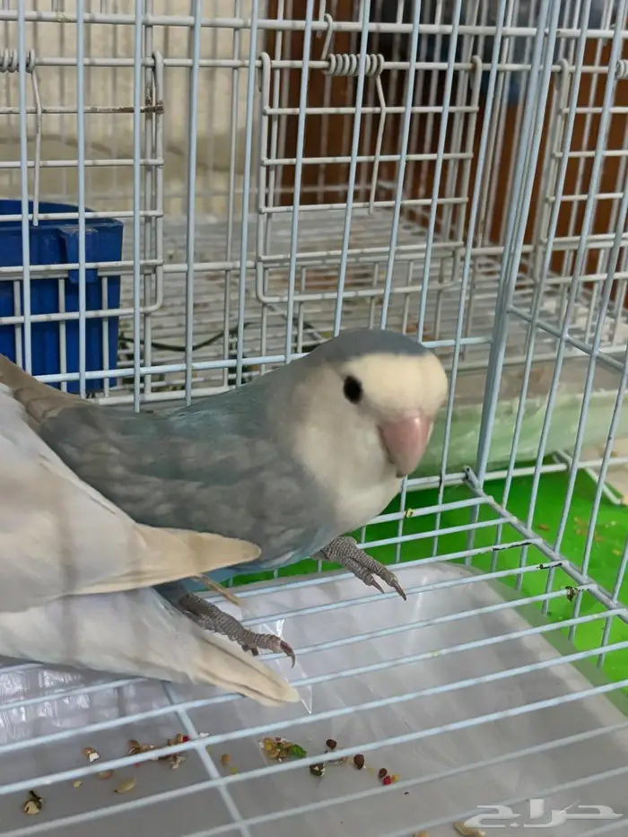 2 انثى روز 2 ذكر روز 3