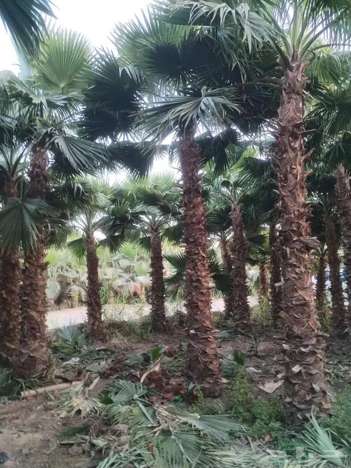 نخل واشنطني زينه أمريكي 505 8