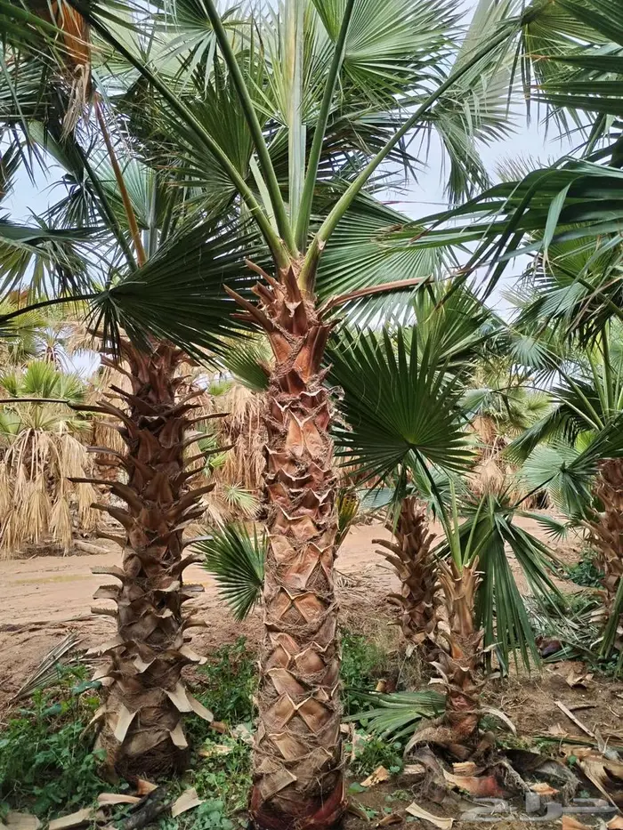 نخل واشنطني زينه أمريكي 505 9