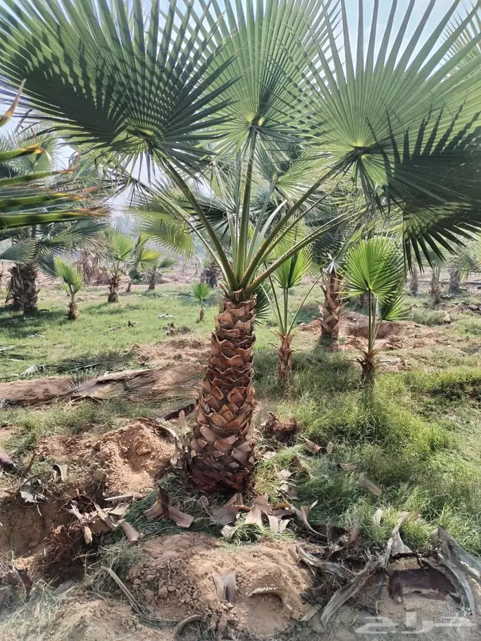 نخل واشنطني زينه أمريكي 505 10