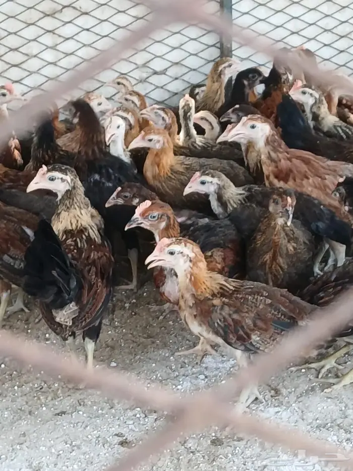 فروخ دجاج عربي 4