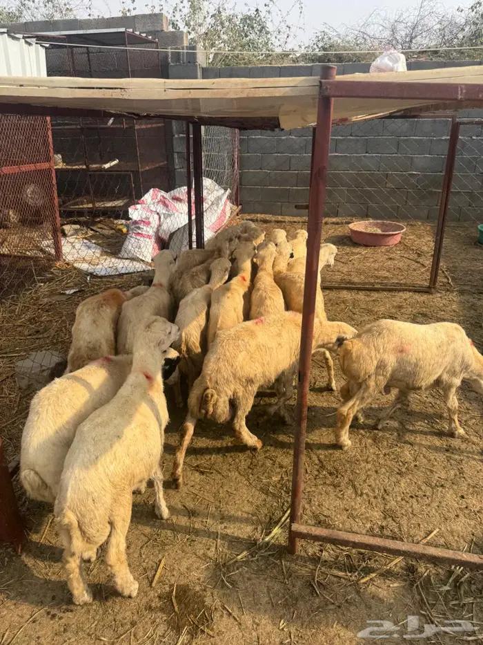 خرفان تربية بلدي 1