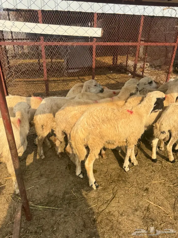 خرفان تربية بلدي 3