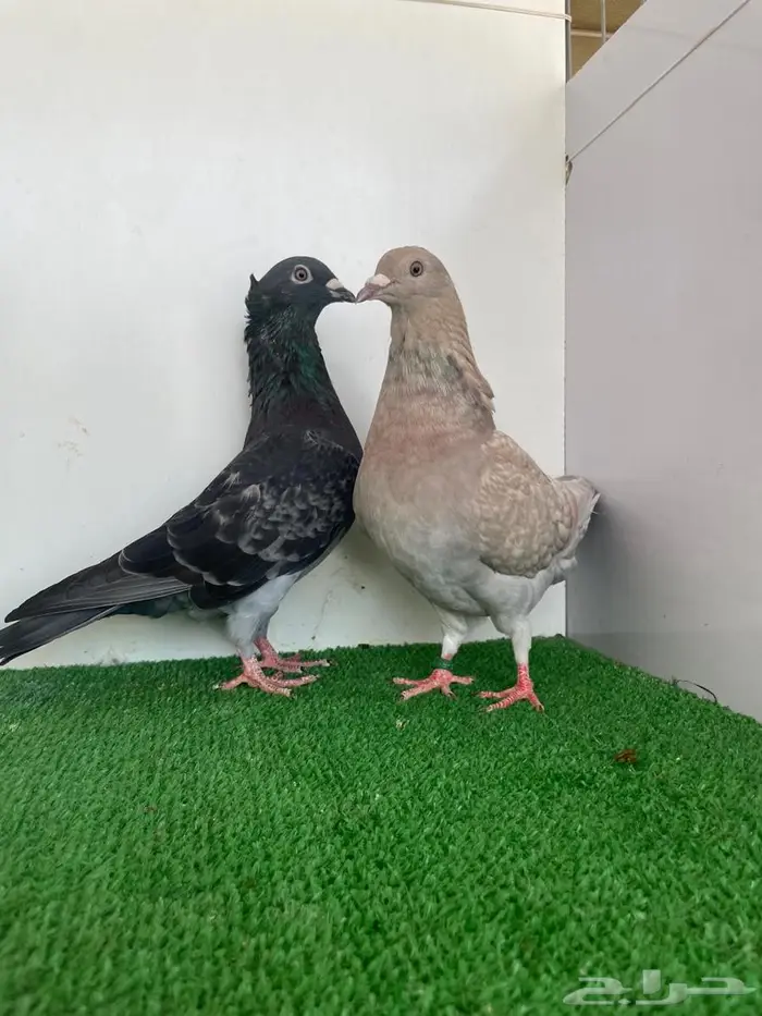 زوج زاجل رديوس وحامل 2