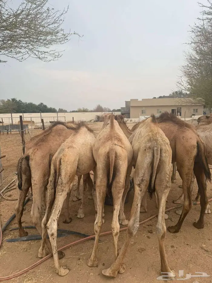 حواشي صوماليه للبيع جمله اسعار منافسه 9