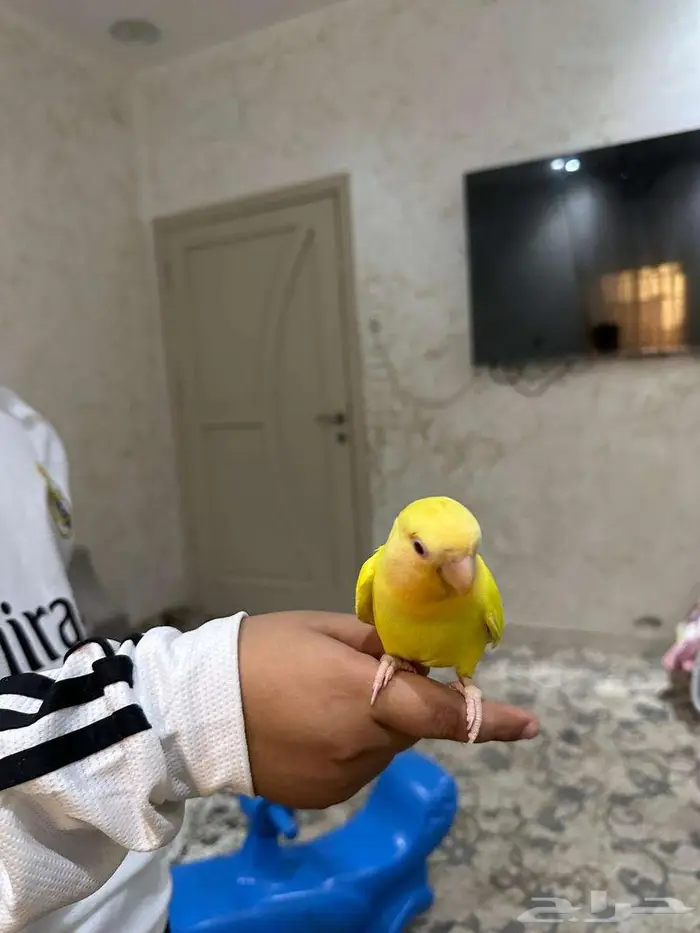 طير روز 2