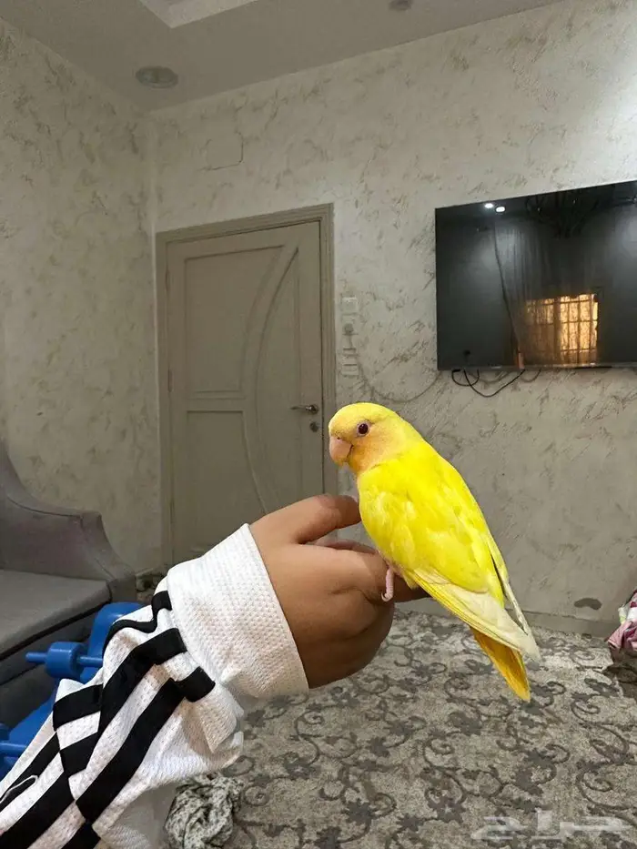 طير روز 0