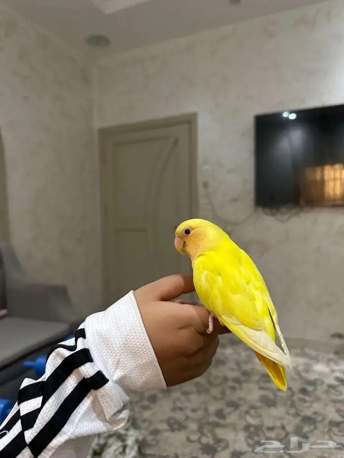 طير روز 1