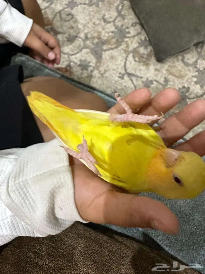 طير روز 3