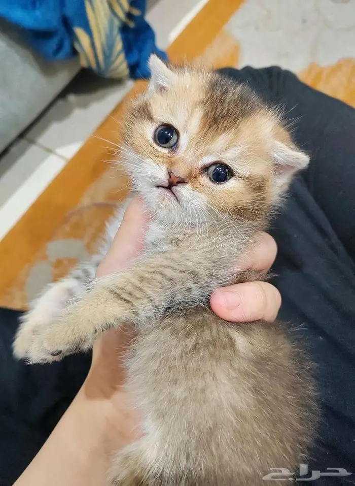 كيتن اسكوتش فولد 1