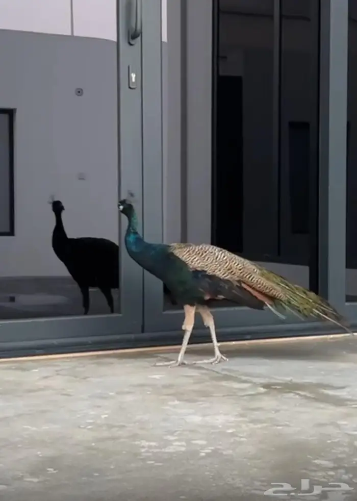 طاووس للبيع 1