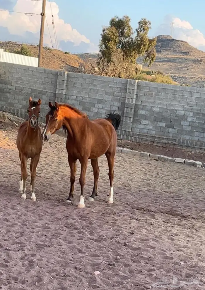 فرس ل البيع 1
