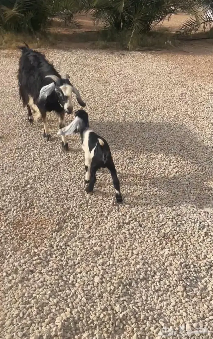 عنز تحتها تيس شرط سليمه من جميع العذاريب 0