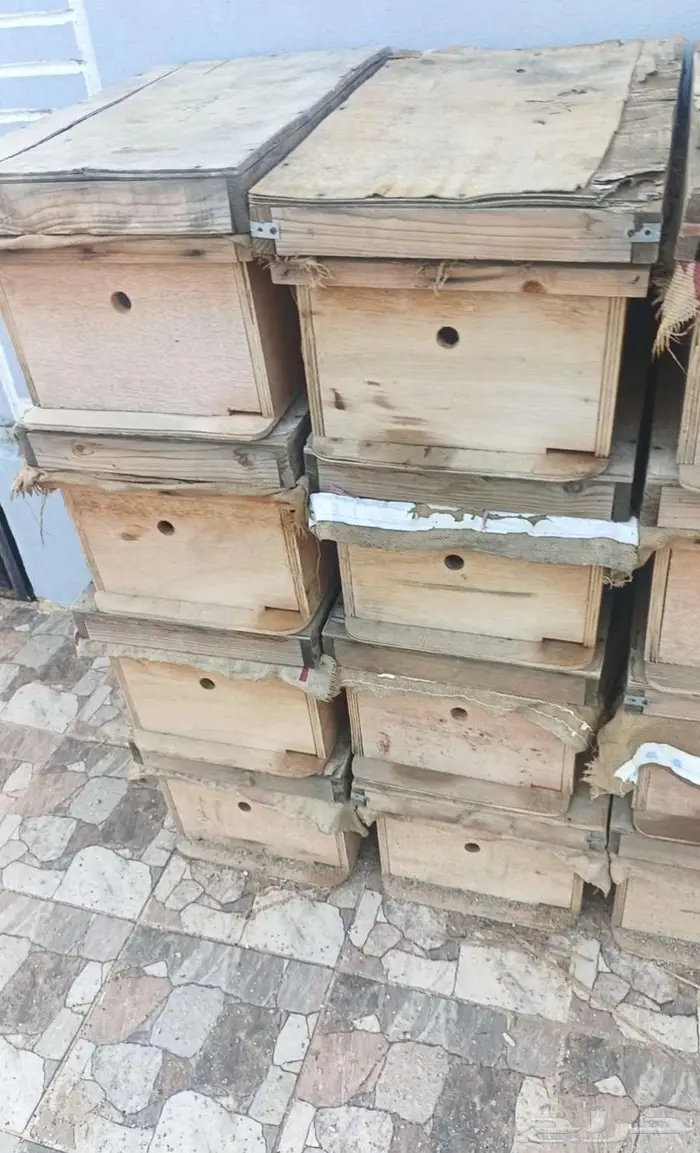 خلايا افرنجي حاله جيده جدا 0
