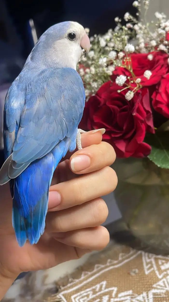 للبيع ببغاء الروز الاليف 2