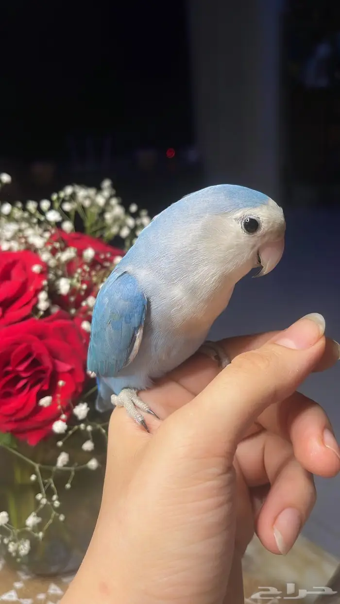 للبيع ببغاء الروز الاليف 5