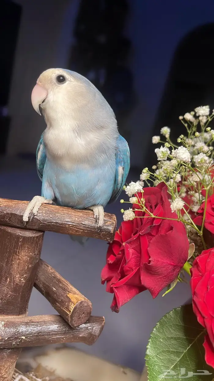 للبيع ببغاء الروز الاليف 0