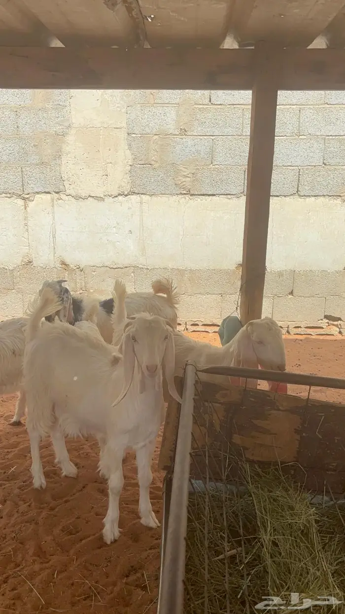 جفرات مشاريك ب 950 14
