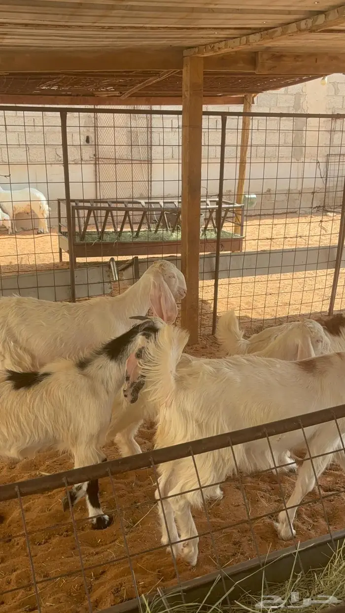 جفرات مشاريك ب 950 5