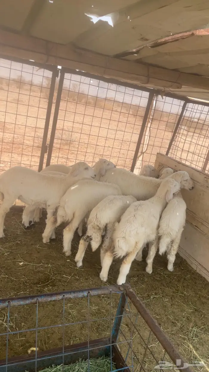 بهم للبيع 1