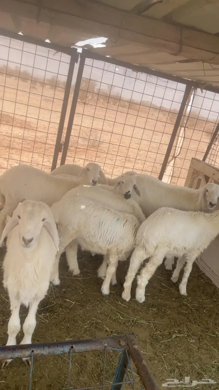 بهم للبيع 2