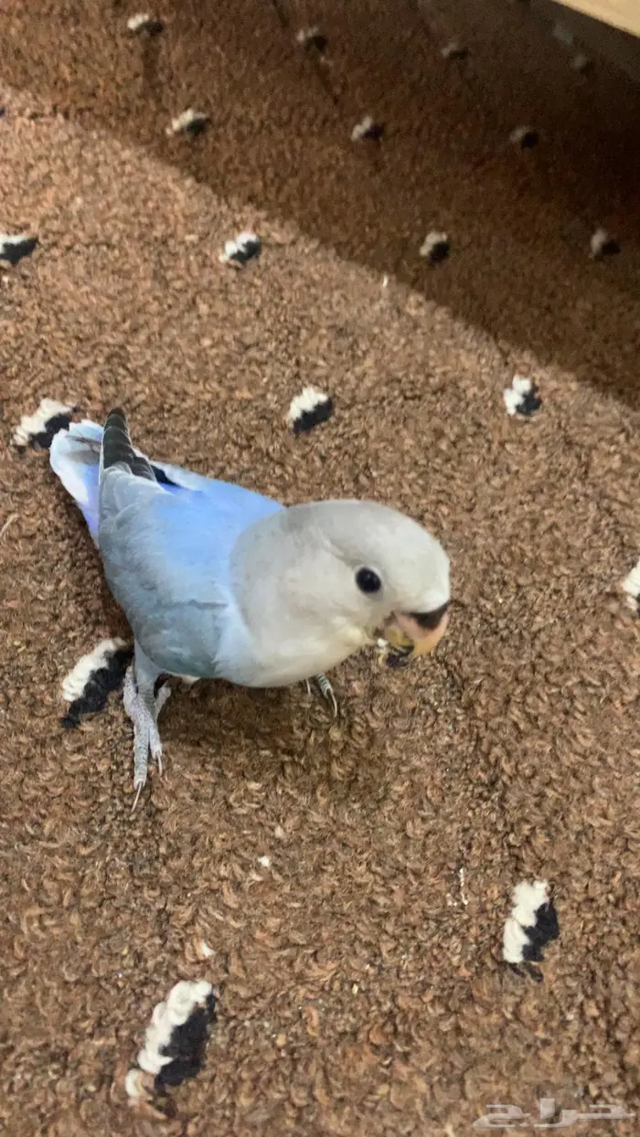 روز اليف نشبه 1
