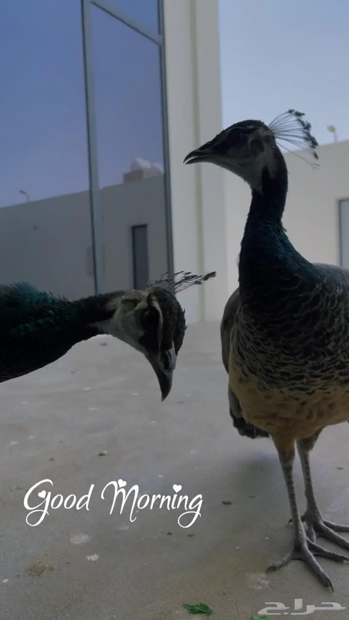 طاووس للبيع 4