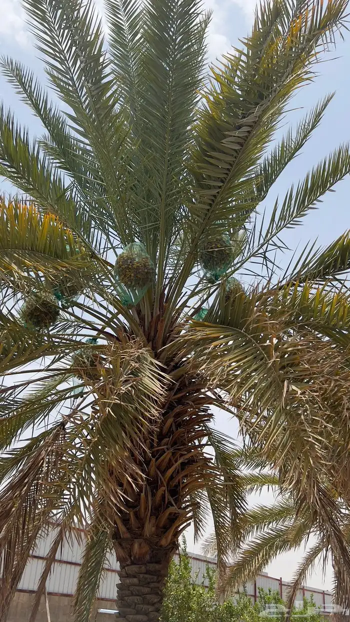 اخلاص نجران للبيع اكثر من 200 نخلة جاهز للقطع 15