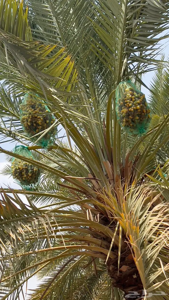 اخلاص نجران للبيع اكثر من 200 نخلة جاهز للقطع 5