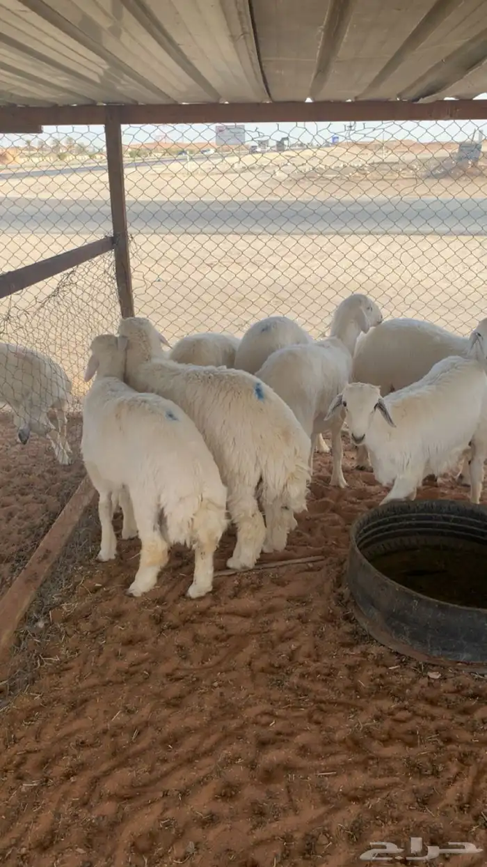 ذبايح حريات 6