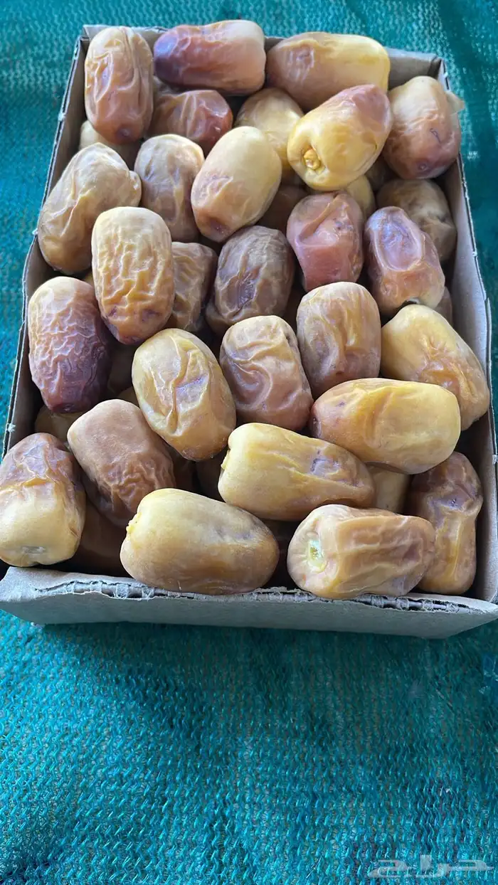 تمور المدينة 8